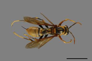 Polistes rothneyi[黃長腳蜂][00073625]