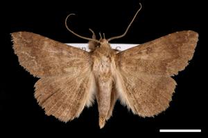 Ericeia inangulata[00030960]