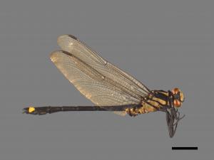 Asiagomphus hainanensis[海南春蜓][00103364]