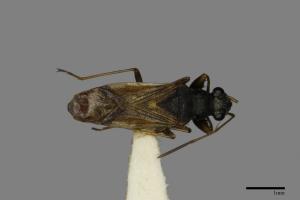 Pseudopachybrachius guttus[圓眼長蝽][00050120]