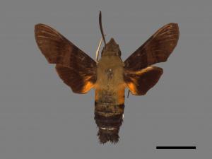 Macroglossum bombylans[青背長喙天蛾][00016939]