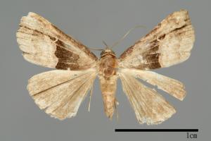 Hypena gonospilalis[00009944]