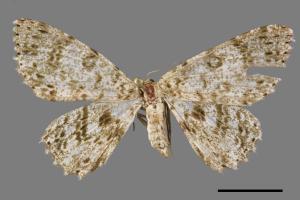 Catoria sublavaria[點紋灰尺蛾][00105561]