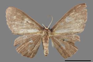 Organopoda carnearia[大黑斑褐姬尺蛾][00038730]