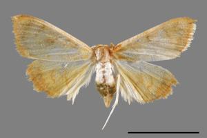 <已分類>Family：Crambidae[草螟科][00054786]