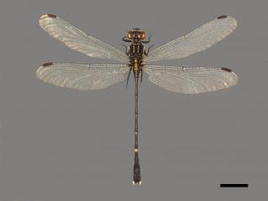 Leptogomphus sauteri formosanus[紹德春蜓(嘉義亞種)][00103325]