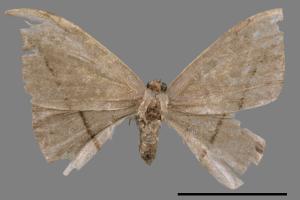 Albara reversaria opalescens[單帶鉤蛾][00045303]