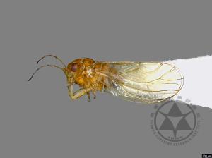 <已分類>Family：Psyllidae[木蝨科][00041593]