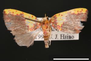 Siglophora sanguinolenta[內黃血斑瘤蛾][00004842]