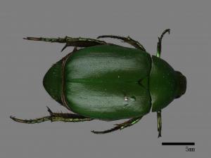 Anomala albopilosa trachypyga[小青銅金龜][00082775]