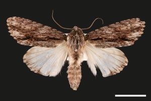 Acronicta denticulata pernivea[00031974]