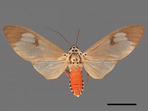 Amerila astrea[閃光玫燈蛾][00018783]