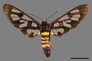 Amata nigrifrons[三環小斑鹿子蛾][00055223]