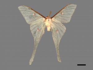 Actias neidhoederi[姬長尾水青蛾][00016393]