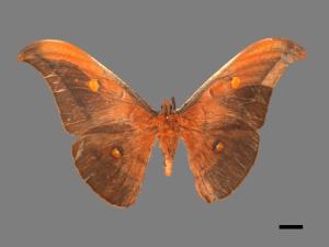 Antheraea formosana[紅目天蠶蛾][00016240]