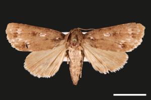 Acronicta pruinosa[00091015]