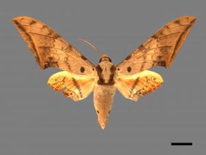 Ambulyx sericeipennis[臺灣鷹翅天蛾][00016674]