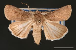 Agrotis segetum[蕪菁夜蛾][00000691]