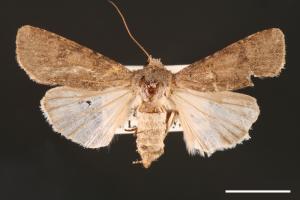 Agrotis segetum[蕪菁夜蛾][00000693]