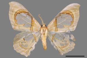 Macrauzata fenestraria insulata[台灣窗翅鉤蛾][00057074]