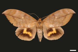 Phyllodes eyndhovii[黃帶擬葉夜蛾][00005139]
