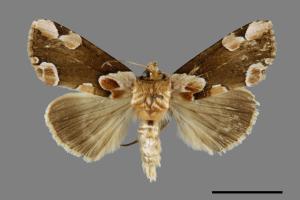 Thyatira batis formosicola[大斑波紋蛾][00071085]