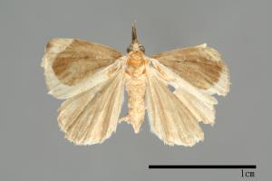 <已分類>Genus：Hypena[00009829]