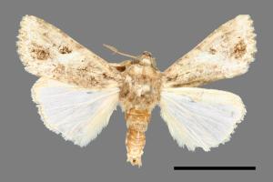 Spodoptera mauritia acronyctoides[灰翅夜蛾][00000613]