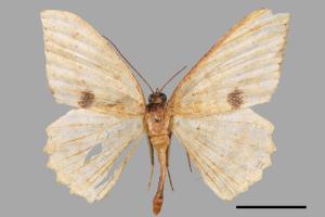 Luxiaria mitorrhaphes[雙斑鈎尺蛾][00027971]