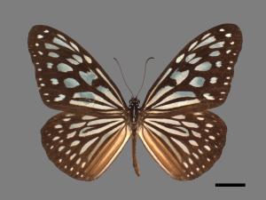 Ideopsis similis[琉球青斑蝶][00026745]