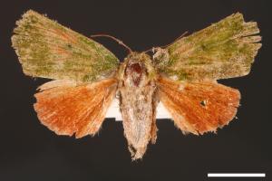 Clethrophora distincta[00004473]