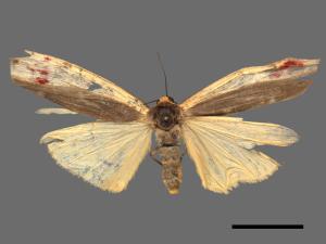 Agylla divisa[梯雙分華苔蛾][00069731]