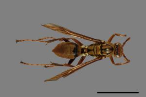 Polistes formosanus[00101091]