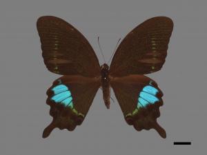 Papilio hermosanus[琉璃紋鳳蝶][00013657]