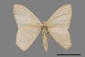 <已分類>Genus：Pelagodes[00069339]