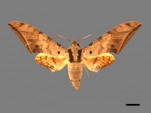 Ambulyx sericeipennis[臺灣鷹翅天蛾][00016675]