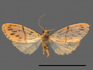 Asura acteola[台條紋豔苔蛾][00037484]