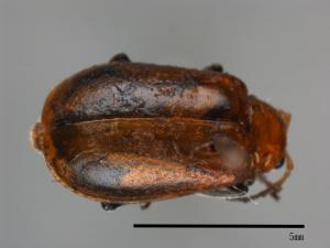 <已分類>Family：Chrysomelidae[金花蟲科][00082905]