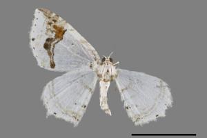 Asthena undulata[煙斗紋波尺蛾][00093281]