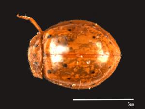 Harmonia sedecimnotata[星點褐瓢蟲][00084932]