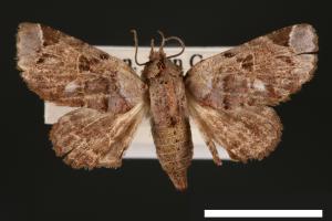 Atacira affinis[00003794]