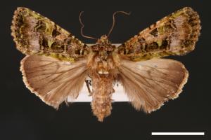 Euplexidia angusta[00001948]