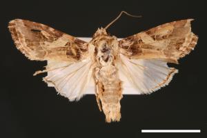 Spodoptera litura[斜紋夜蛾][00002786]