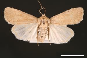 Spodoptera pecten[梳灰翅夜蛾][00002888]