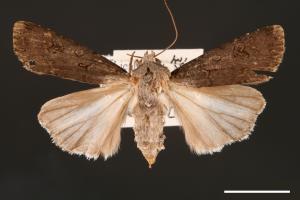 Agrotis segetum[蕪菁夜蛾][00000694]