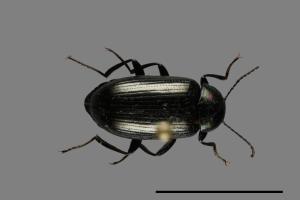 <已分類>Family：Tenebrionidae[擬步行蟲科][00093342]