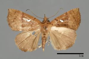 Hypena albopunctalis[00009822]