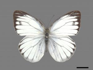 Cepora nerissa cibyra[黑脈粉蝶][00027504]