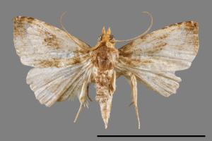 Rivula inconspicua[00008491]