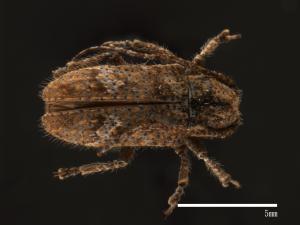 Prosoplus bankii[邦克氏銹天牛][00082455]